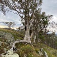 Eucalyptus rossii at Red Hill Nature Reserve - 29 Dec 2023 05:12 PM