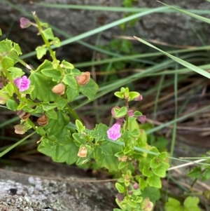 Scutellaria humilis at Red Hill Nature Reserve - 29 Dec 2023