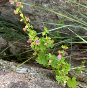 Scutellaria humilis at Red Hill Nature Reserve - 29 Dec 2023