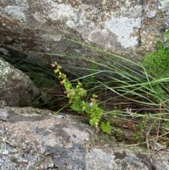 Scutellaria humilis at Red Hill Nature Reserve - 29 Dec 2023