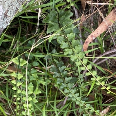 Asplenium flabellifolium (Necklace Fern) at Red Hill Nature Reserve - 29 Dec 2023 by Tapirlord