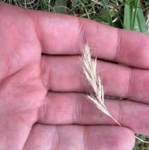 Rytidosperma racemosum var. racemosum at Red Hill, ACT - 29 Dec 2023