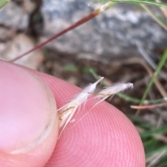 Rytidosperma racemosum var. racemosum at Red Hill, ACT - 29 Dec 2023 05:03 PM