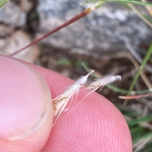 Rytidosperma racemosum var. racemosum at Red Hill, ACT - 29 Dec 2023