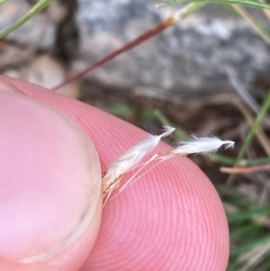 Rytidosperma racemosum var. racemosum at Red Hill, ACT - 29 Dec 2023