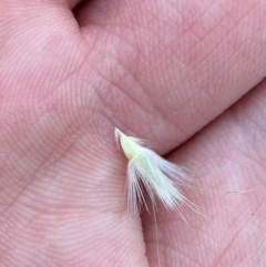 Rytidosperma laeve (Bare-backed Wallaby Grass) at Red Hill Nature Reserve - 29 Dec 2023 by Tapirlord