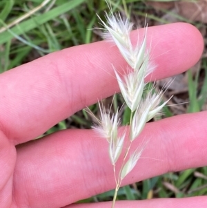 Rytidosperma laeve at Red Hill Nature Reserve - 29 Dec 2023 04:52 PM