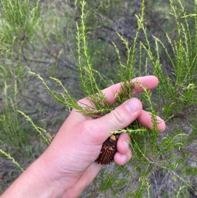 Cassinia sifton (Sifton Bush, Chinese Shrub) at Red Hill Nature Reserve - 29 Dec 2023 by Tapirlord