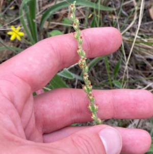 Plantago varia at Red Hill Nature Reserve - 29 Dec 2023