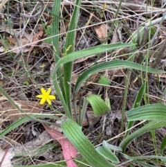 Plantago varia at Red Hill Nature Reserve - 29 Dec 2023