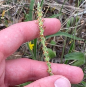 Plantago varia at Red Hill Nature Reserve - 29 Dec 2023