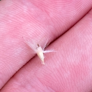 Rytidosperma laeve at Red Hill Nature Reserve - 29 Dec 2023