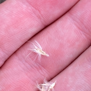 Rytidosperma laeve at Red Hill Nature Reserve - 29 Dec 2023