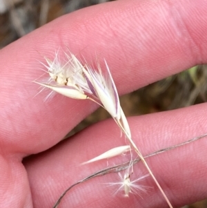 Rytidosperma laeve at Red Hill Nature Reserve - 29 Dec 2023