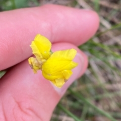 Goodenia pinnatifida (Scrambled Eggs) at Red Hill, ACT - 29 Dec 2023 by Tapirlord