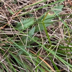 Goodenia pinnatifida at Red Hill Nature Reserve - 29 Dec 2023 04:30 PM