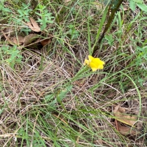 Goodenia pinnatifida at Red Hill Nature Reserve - 29 Dec 2023 04:30 PM