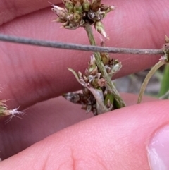 Euchiton japonicus (Creeping Cudweed) at Red Hill Nature Reserve - 29 Dec 2023 by Tapirlord