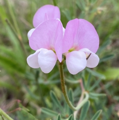 Lotus australis (Austral Trefoil) at Red Hill Nature Reserve - 29 Dec 2023 by Tapirlord