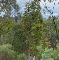 Brachychiton populneus subsp. populneus (Kurrajong) at Red Hill Nature Reserve - 29 Dec 2023 by Tapirlord