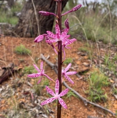 Dipodium punctatum (Blotched Hyacinth Orchid) at Deakin, ACT - 29 Dec 2023 by Tapirlord