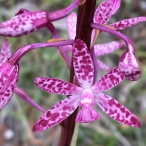 Dipodium punctatum at Red Hill Nature Reserve - suppressed