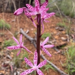 Dipodium punctatum at Red Hill Nature Reserve - suppressed