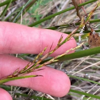 Lepidosperma laterale (Variable Sword Sedge) at Deakin, ACT - 29 Dec 2023 by Tapirlord