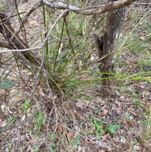 Lepidosperma laterale at Red Hill Nature Reserve - 29 Dec 2023