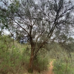 Allocasuarina verticillata at Red Hill Nature Reserve - 29 Dec 2023 03:58 PM