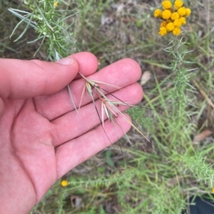 Themeda triandra at Red Hill Nature Reserve - 29 Dec 2023