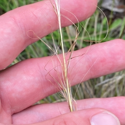 Austrostipa scabra subsp. scabra (Rough Spear-grass) at Deakin, ACT - 29 Dec 2023 by Tapirlord