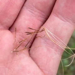 Austrostipa scabra subsp. scabra at Red Hill Nature Reserve - 29 Dec 2023