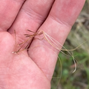 Austrostipa scabra subsp. scabra at Red Hill Nature Reserve - 29 Dec 2023