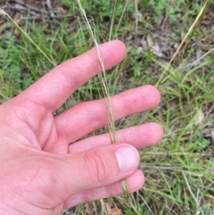 Austrostipa scabra subsp. scabra at Red Hill Nature Reserve - 29 Dec 2023