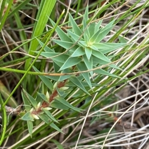 Melichrus urceolatus at Red Hill Nature Reserve - 29 Dec 2023