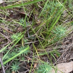 Melichrus urceolatus at Red Hill Nature Reserve - 29 Dec 2023