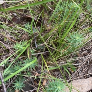 Melichrus urceolatus at Red Hill Nature Reserve - 29 Dec 2023