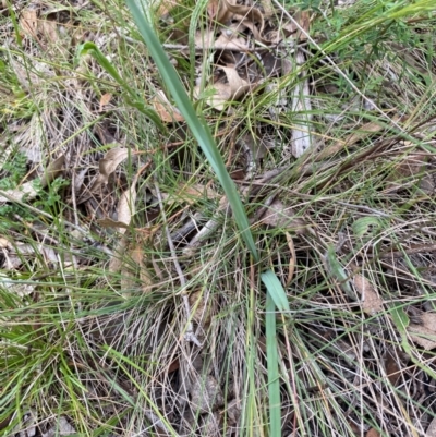 Dianella sp. aff. longifolia (Benambra) (Pale Flax Lily, Blue Flax Lily) at Red Hill Nature Reserve - 29 Dec 2023 by Tapirlord