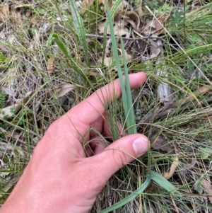 Dianella sp. aff. longifolia (Benambra) at Red Hill Nature Reserve - 29 Dec 2023