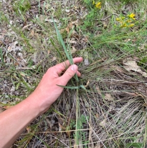 Dianella sp. aff. longifolia (Benambra) at Red Hill Nature Reserve - 29 Dec 2023