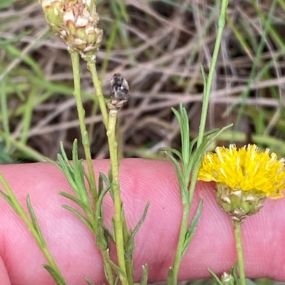 Rutidosis leptorhynchoides (Button Wrinklewort) at Deakin, ACT - 29 Dec 2023 by Tapirlord