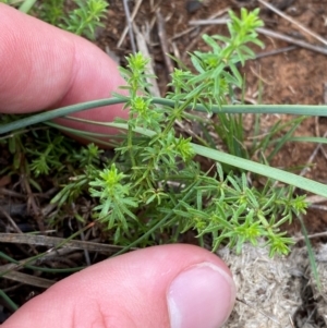 Asperula conferta at Red Hill Nature Reserve - 29 Dec 2023 03:42 PM