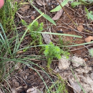 Asperula conferta at Red Hill Nature Reserve - 29 Dec 2023 03:42 PM