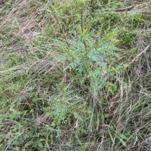 Indigofera adesmiifolia at Red Hill Nature Reserve - 29 Dec 2023 03:39 PM