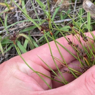 Schoenus apogon (Common Bog Sedge) at Deakin, ACT - 29 Dec 2023 by Tapirlord