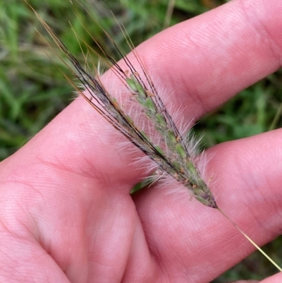 Dichanthium sericeum (Queensland Blue-grass) at Deakin, ACT - 29 Dec 2023 by Tapirlord