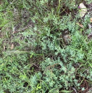 Pimelea linifolia subsp. caesia at GG205 - 29 Dec 2023