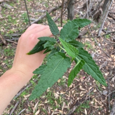 Gynatrix pulchella (Hemp Bush) at Deakin, ACT - 29 Dec 2023 by Tapirlord