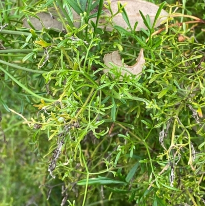 Clematis leptophylla (Small-leaf Clematis, Old Man's Beard) at Red Hill Nature Reserve - 29 Dec 2023 by Tapirlord